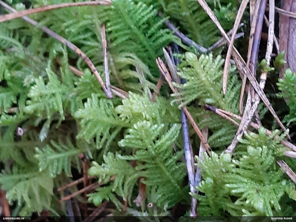 Parastā straussūna