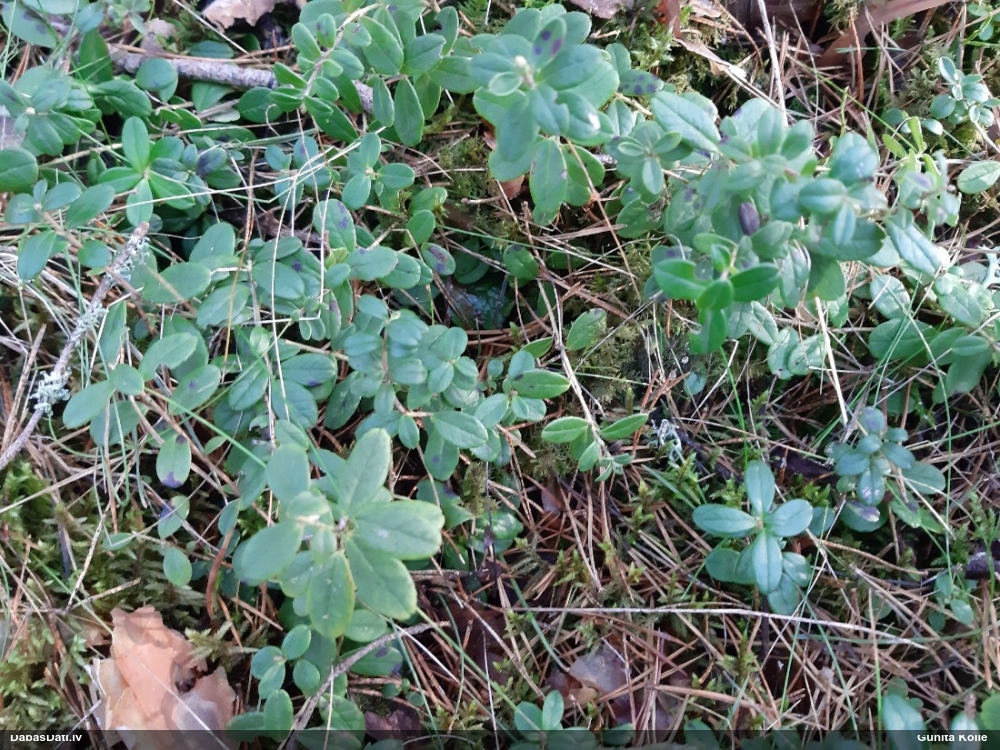 брусника обыкновенная