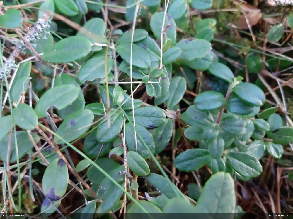 брусника обыкновенная