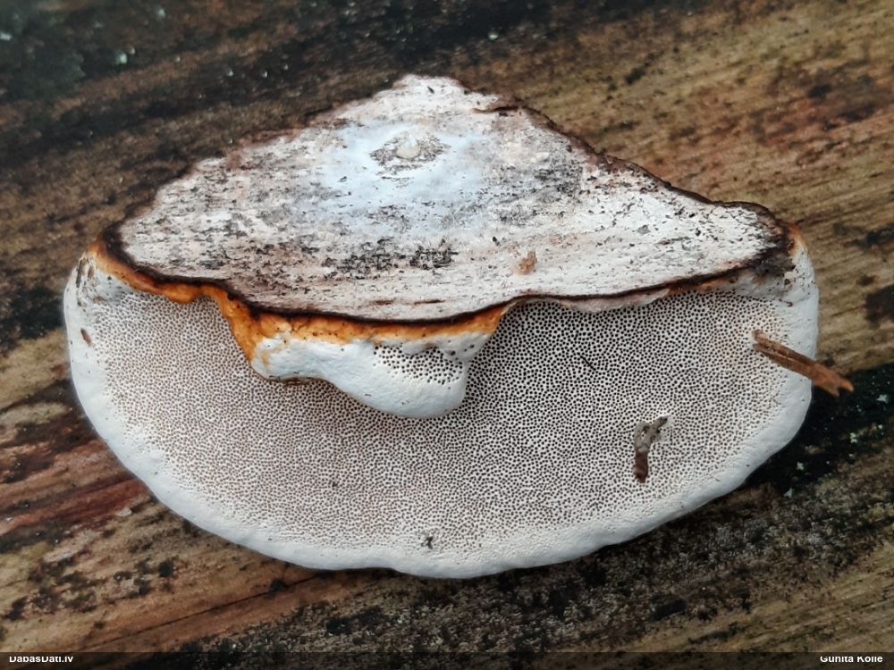 Окаймленный трутовик