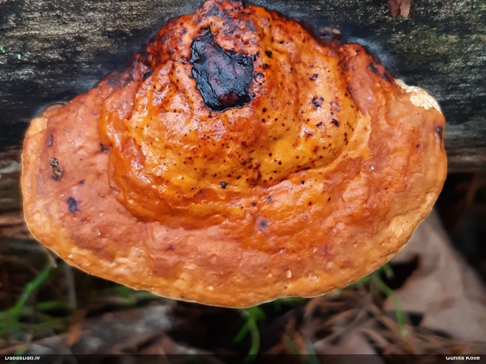 Окаймленный трутовик