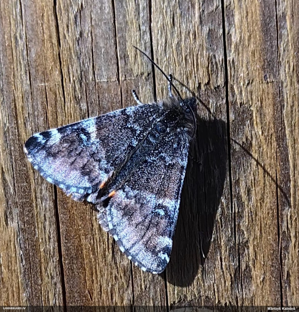 Bērzu pavasarsprīžmetis