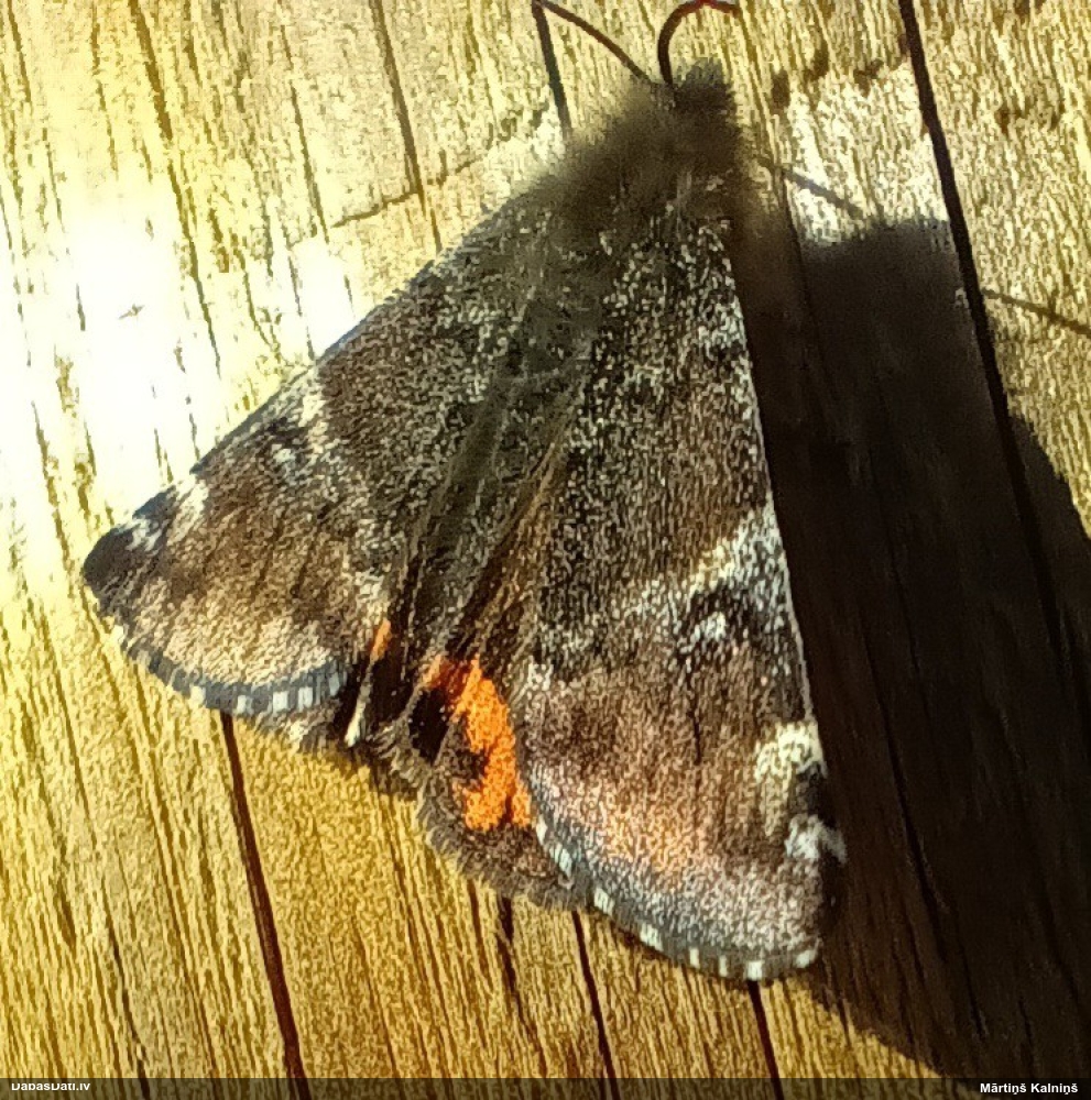 Bērzu pavasarsprīžmetis