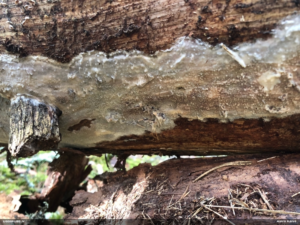 Lielā pergamentsēne