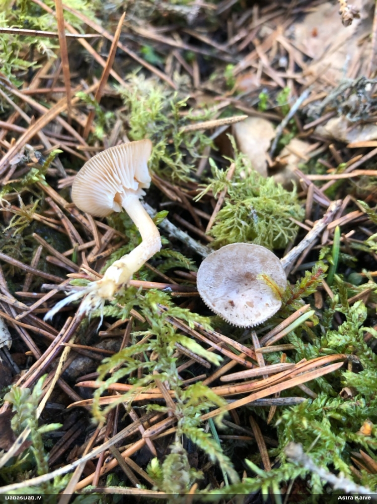 Apsarmotā piltuvene