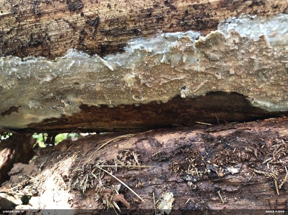 Lielā pergamentsēne