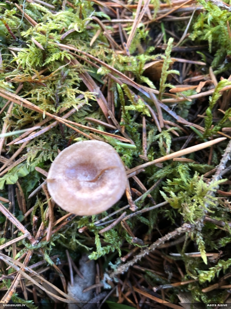 Apsarmotā piltuvene