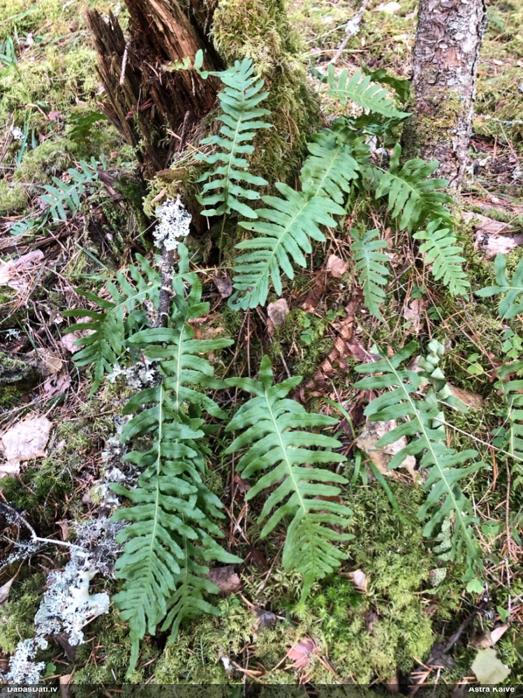 многоножка обыкновенная