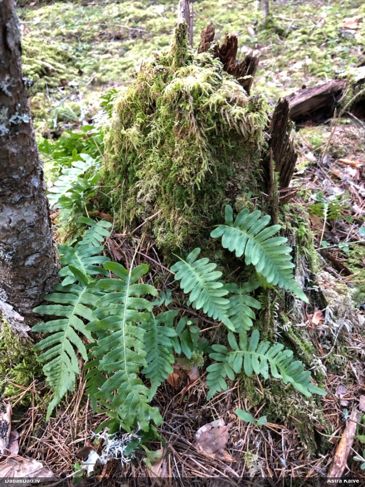 многоножка обыкновенная