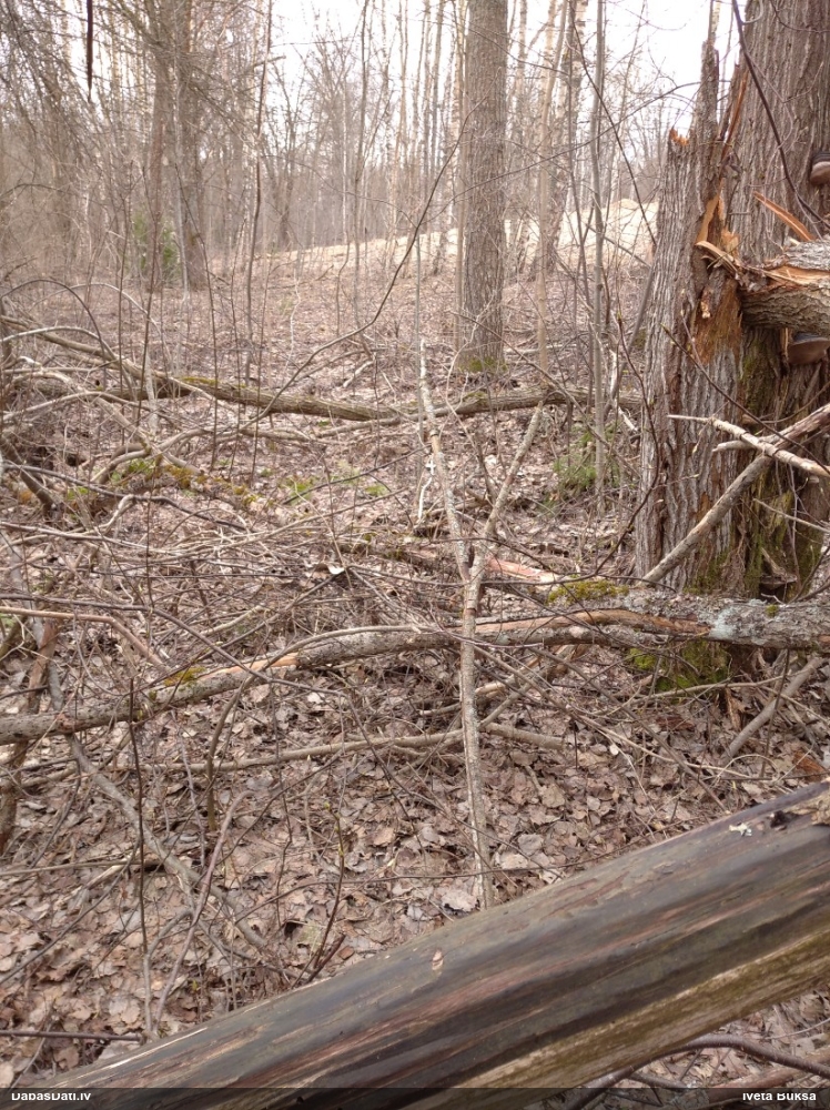 серая куропатка