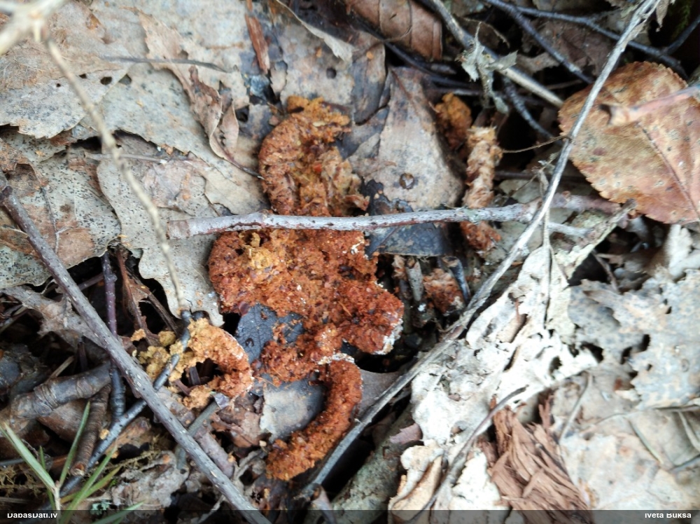 серая куропатка