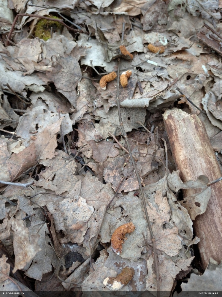 серая куропатка