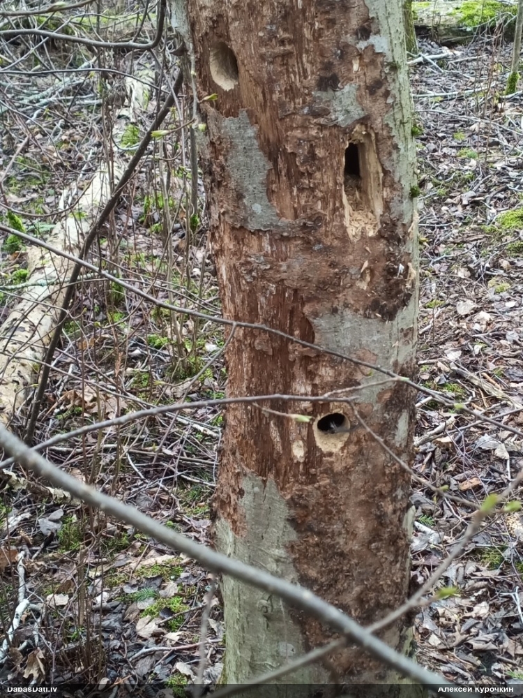 малый пестрый дятел