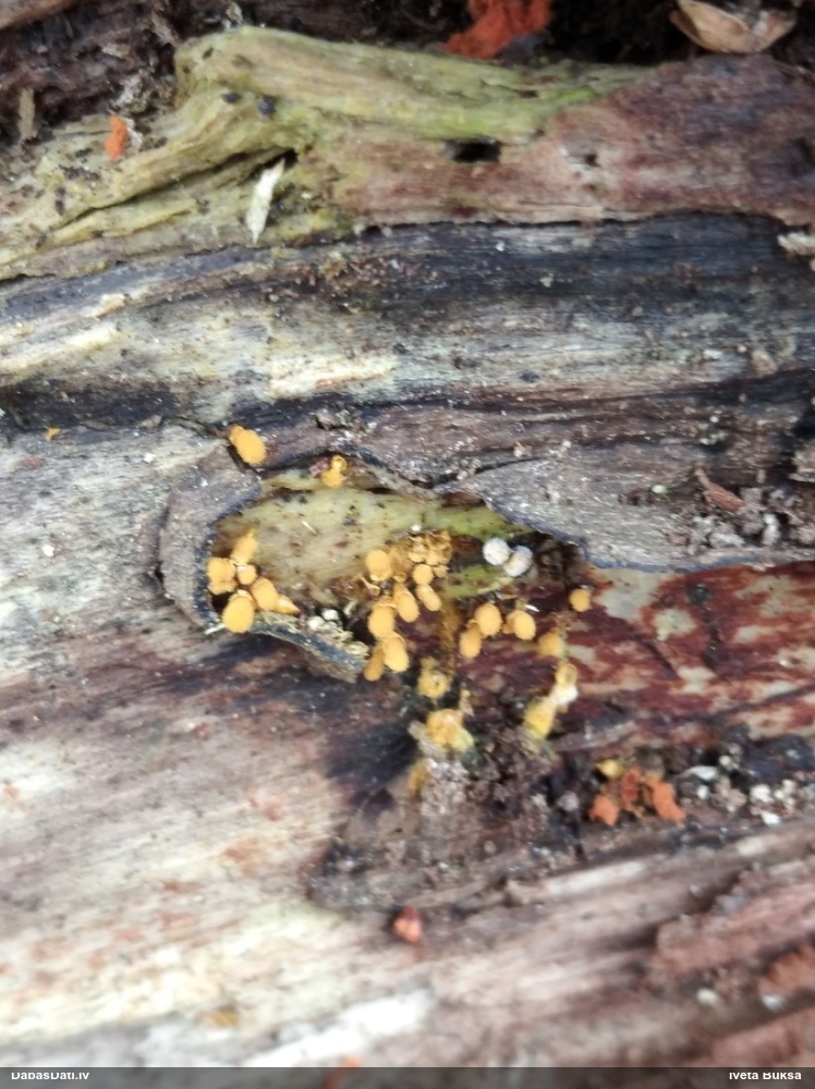 Hemitrihija (nenoteikta)