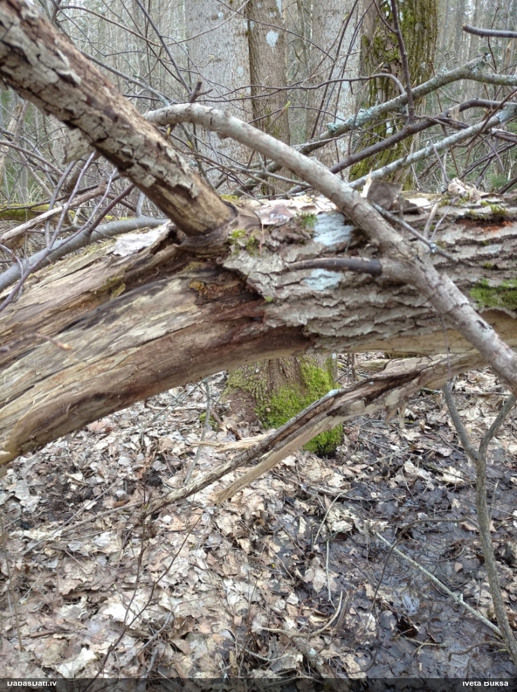 Hemitrihija (nenoteikta)