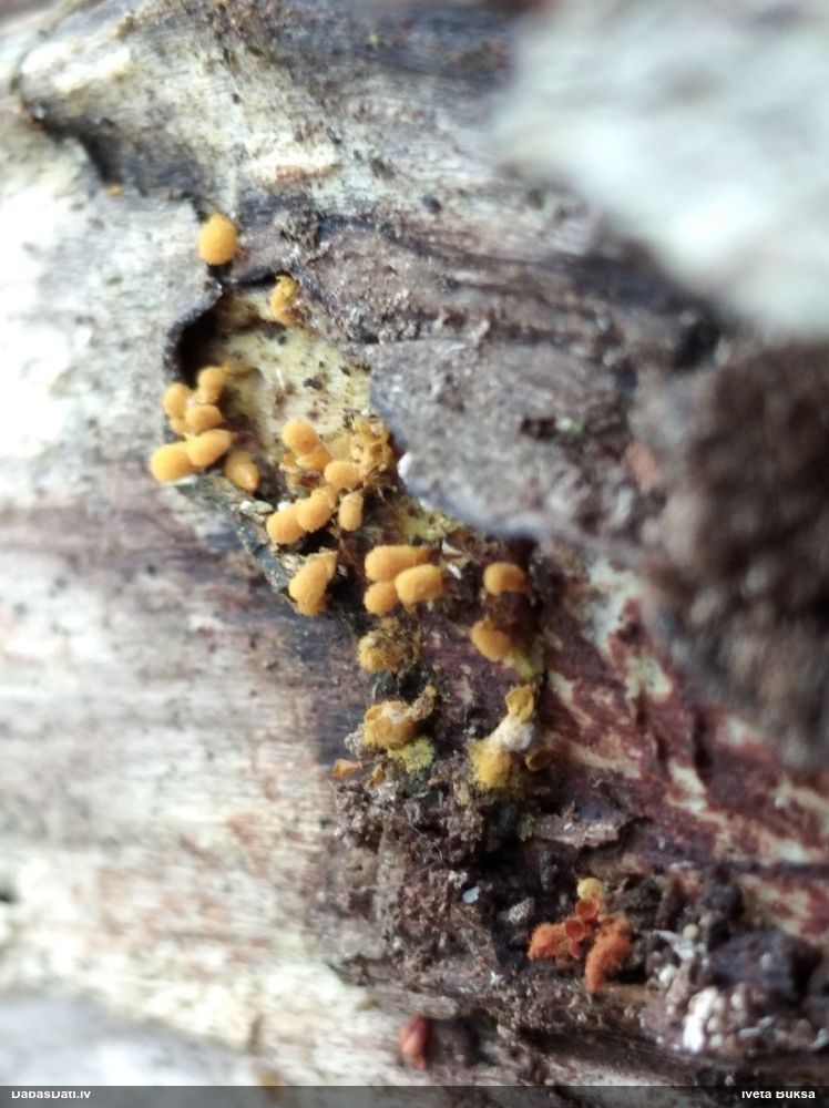 Hemitrihija (nenoteikta)