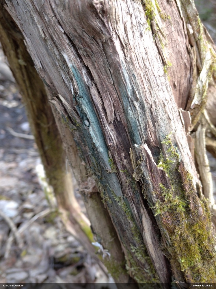 Zilzaļā hlorociborija