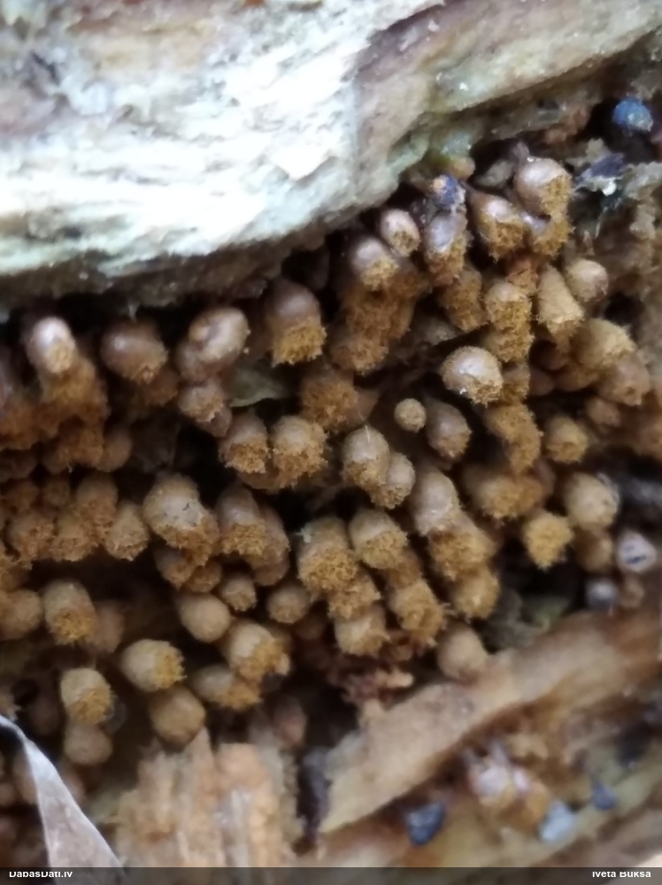 Trihija, hemitrihija (nenoteikta)