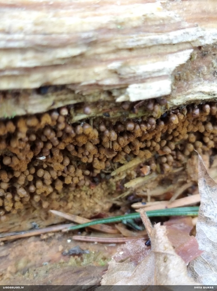 Trihija, hemitrihija (nenoteikta)