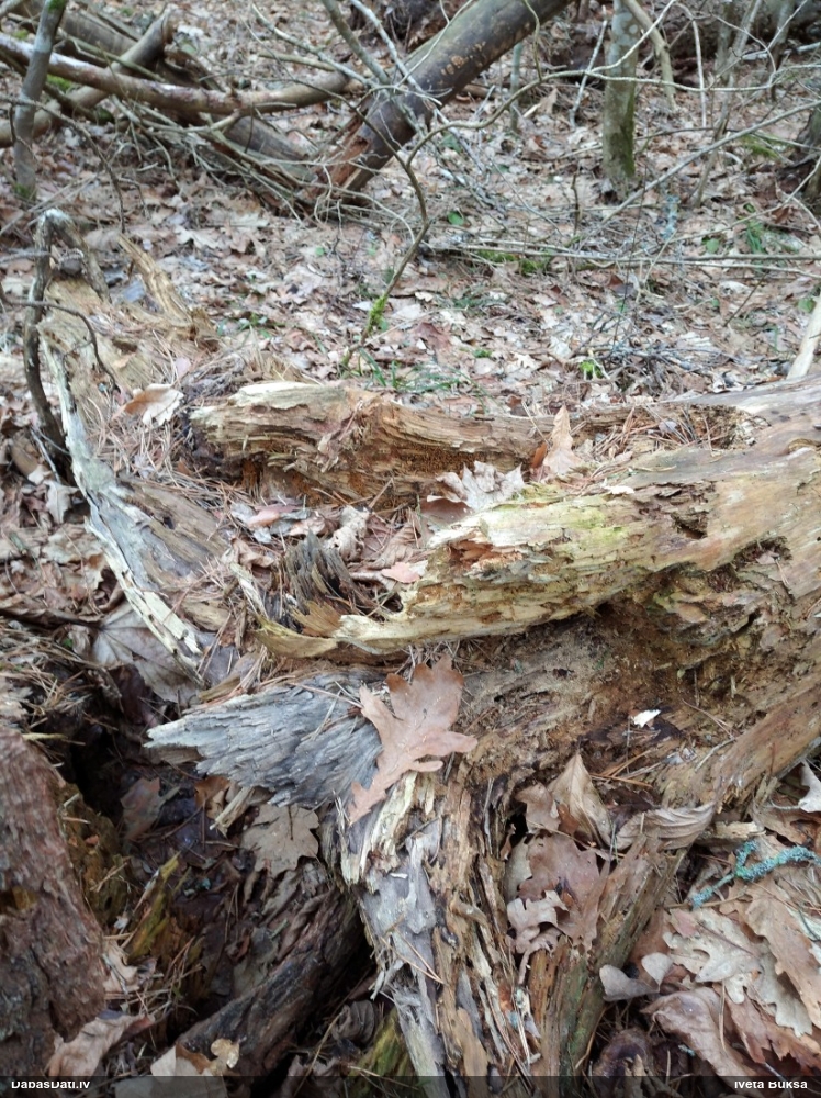 Trihija, hemitrihija (nenoteikta)