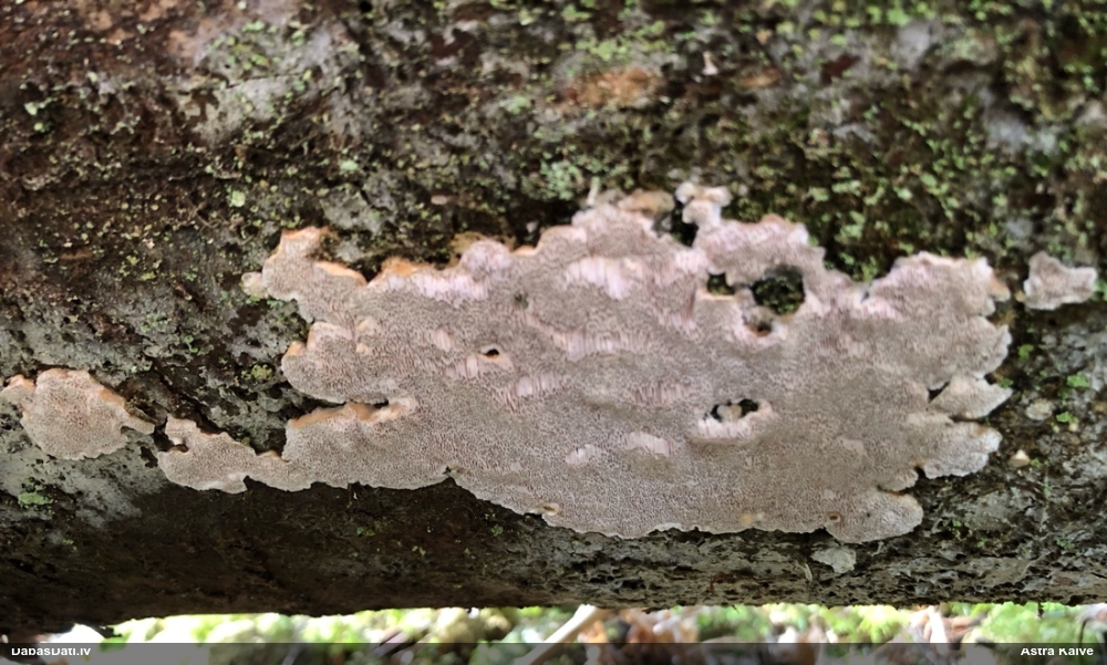 Viļņainā antrodija