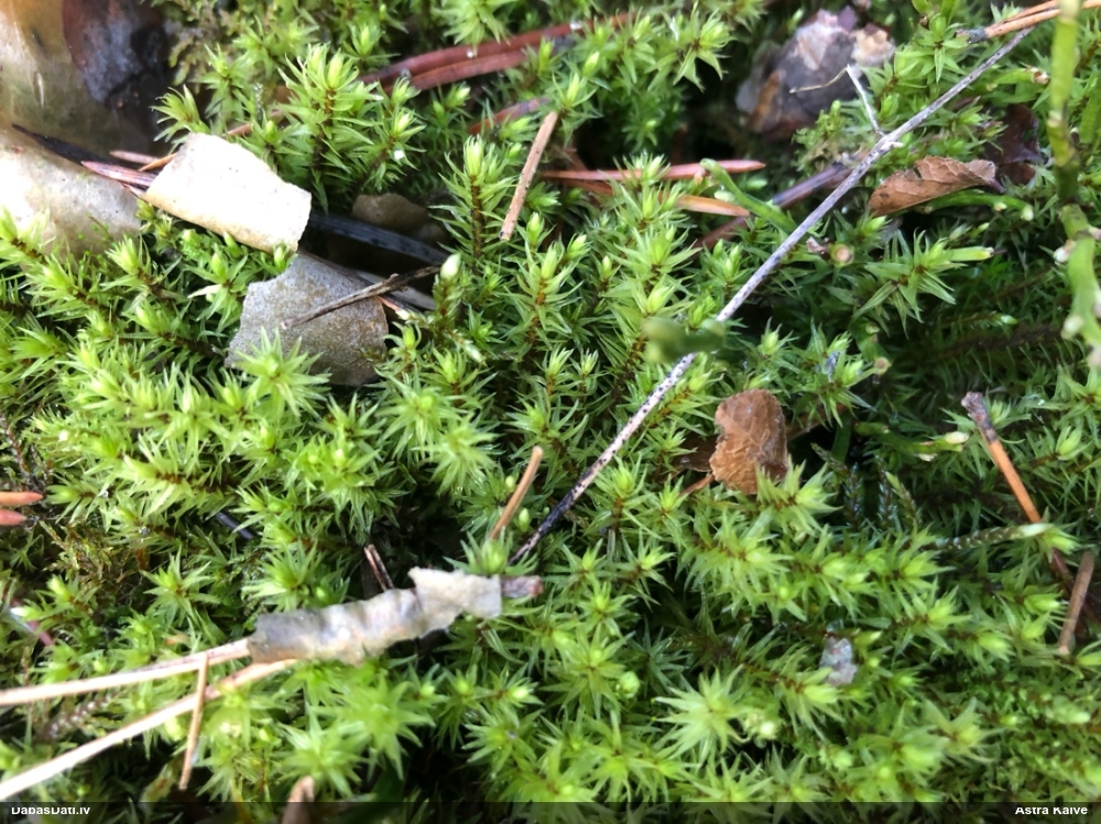 Purva krokvācelīte