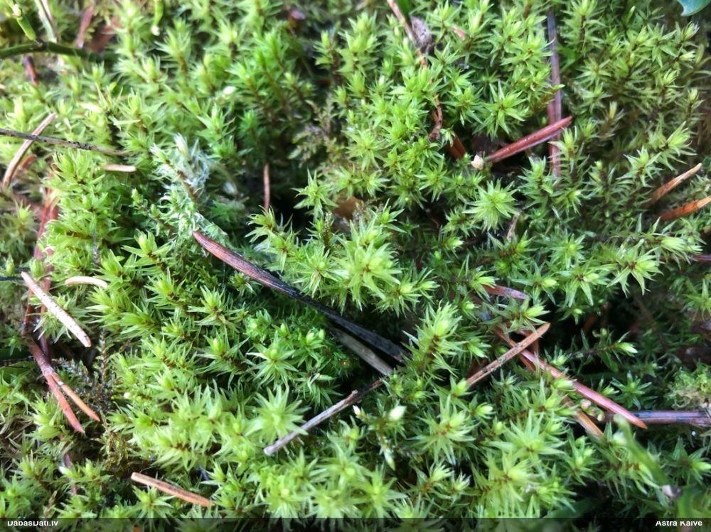 Purva krokvācelīte