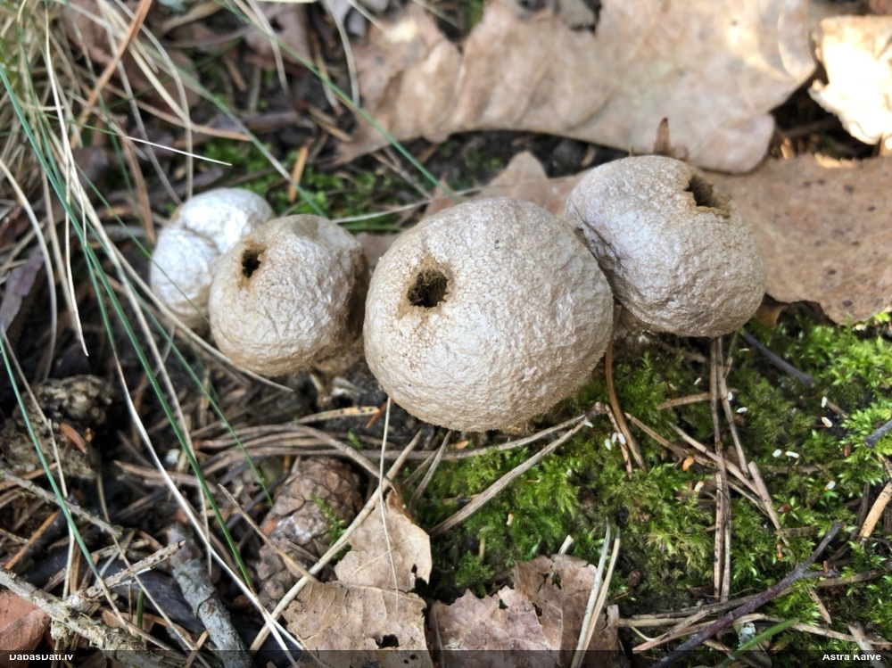 Kārpainais pūpēdis