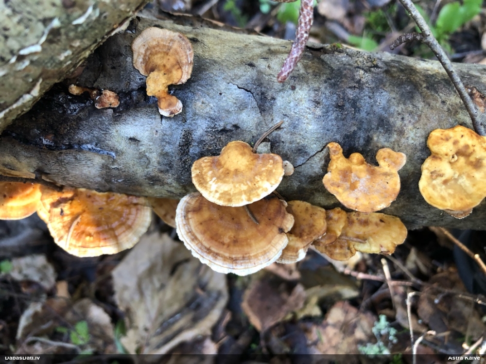 Dzeltenā tauriņpiepe