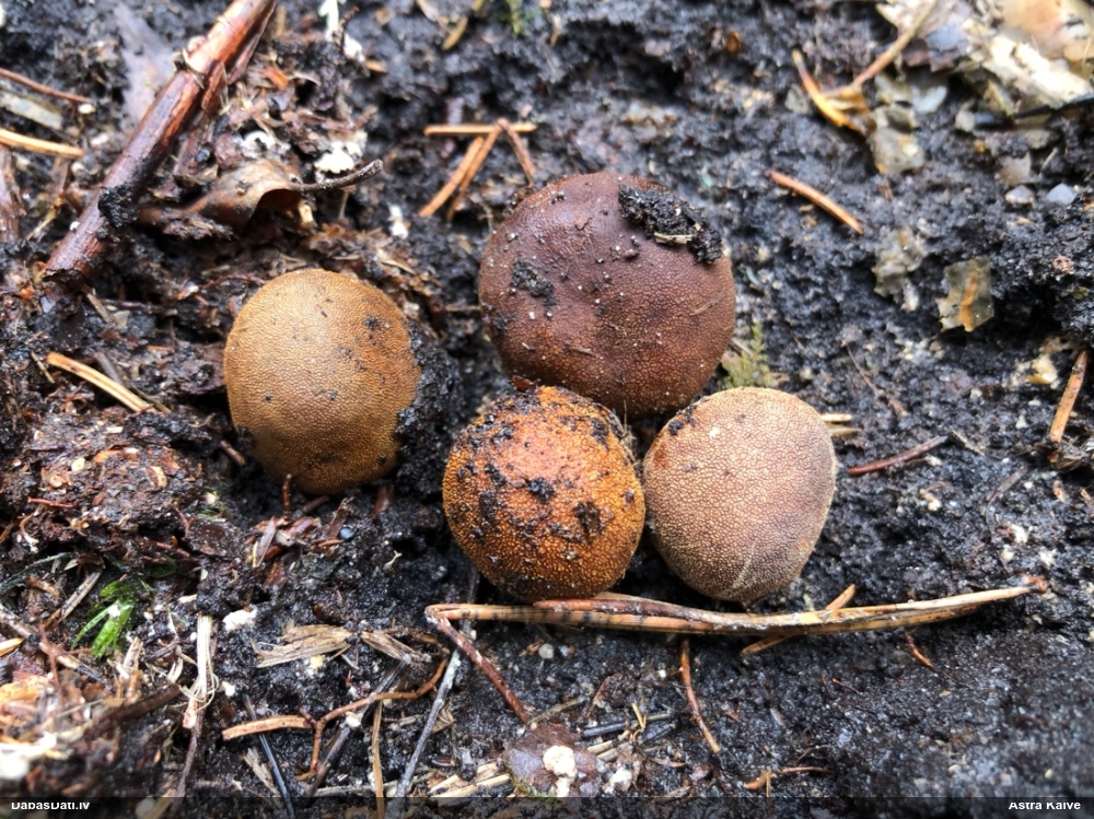 Skarbā briežtrifele