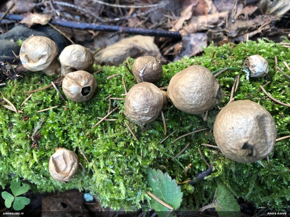 грушевидный дождевик