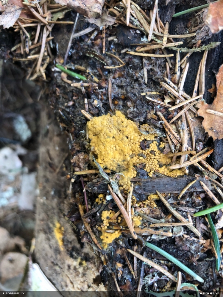 Trihija, hemitrihija (nenoteikta)