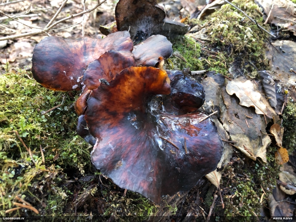 Kastaņbrūnā kātiņpiepe