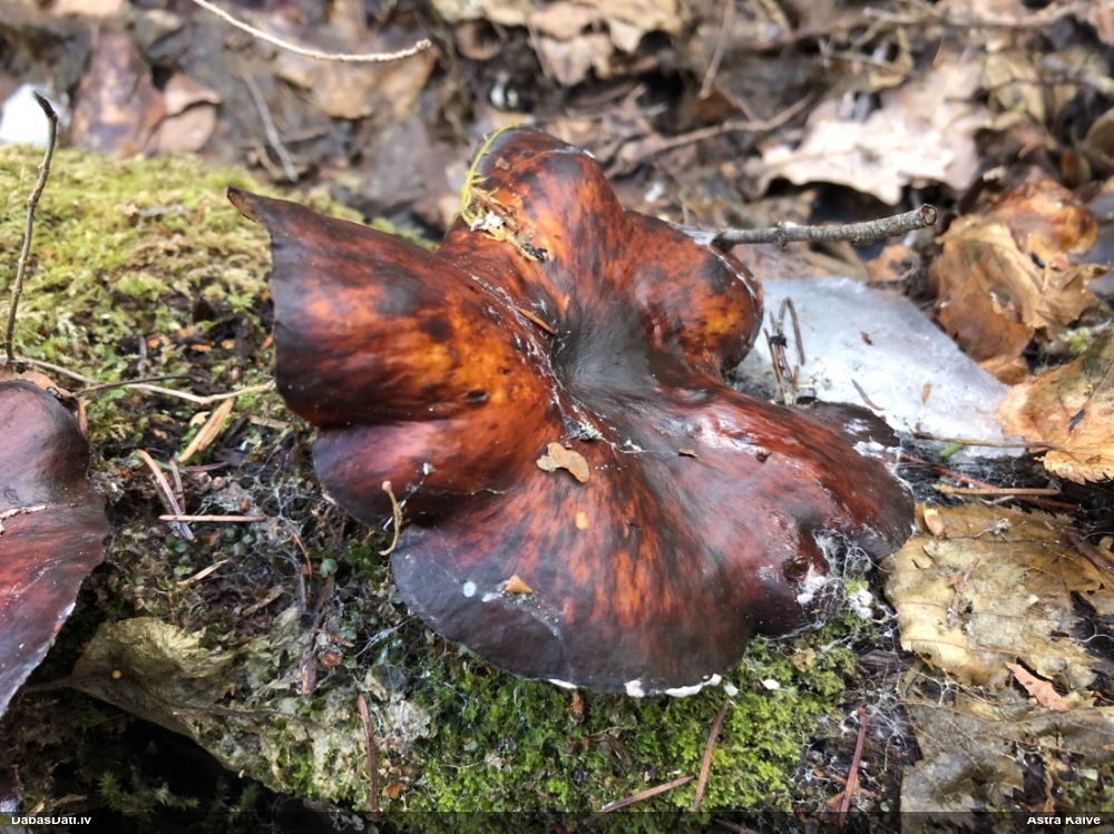 Kastaņbrūnā kātiņpiepe