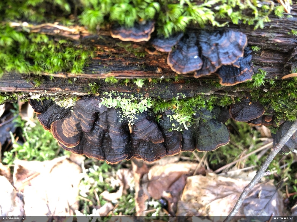 Ozolu brūnsvārcene