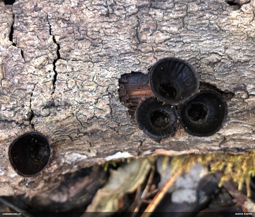 циатус полосатый