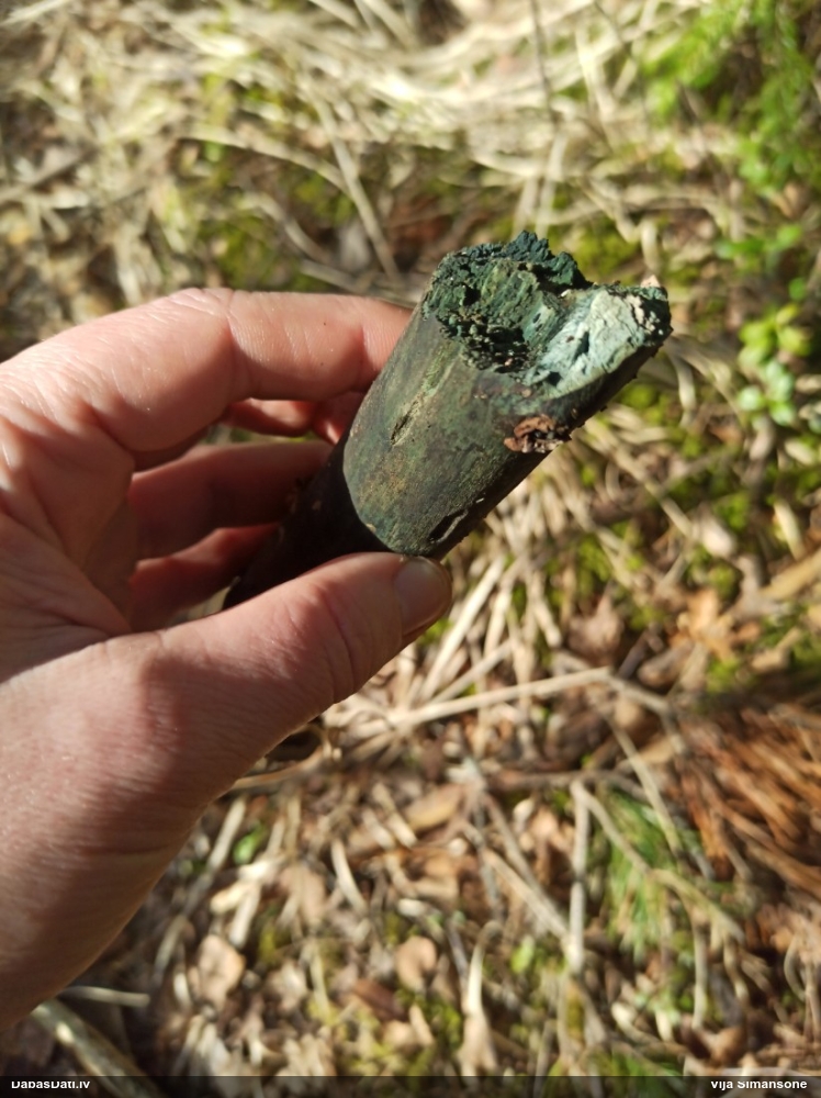 Zilzaļā hlorociborija