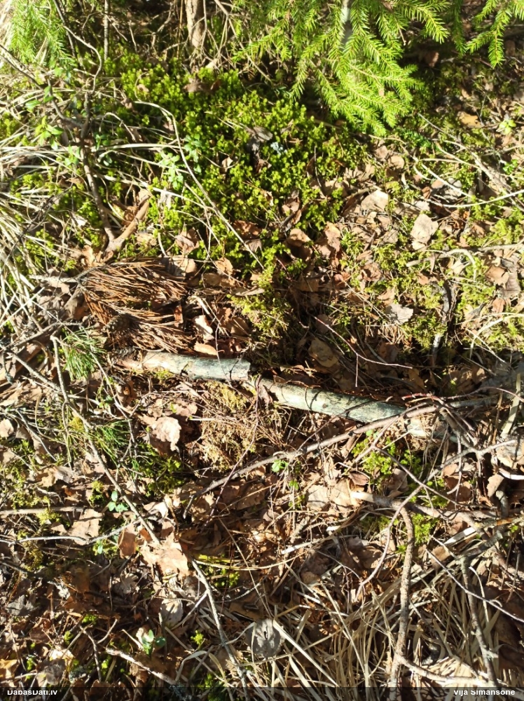 Zilzaļā hlorociborija