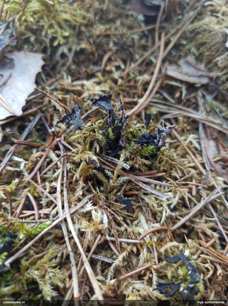 рожковидная ксилария