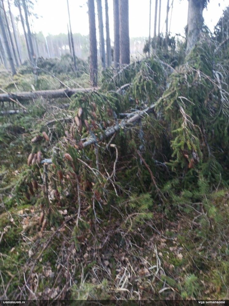 Egļu čiekuru rūsa