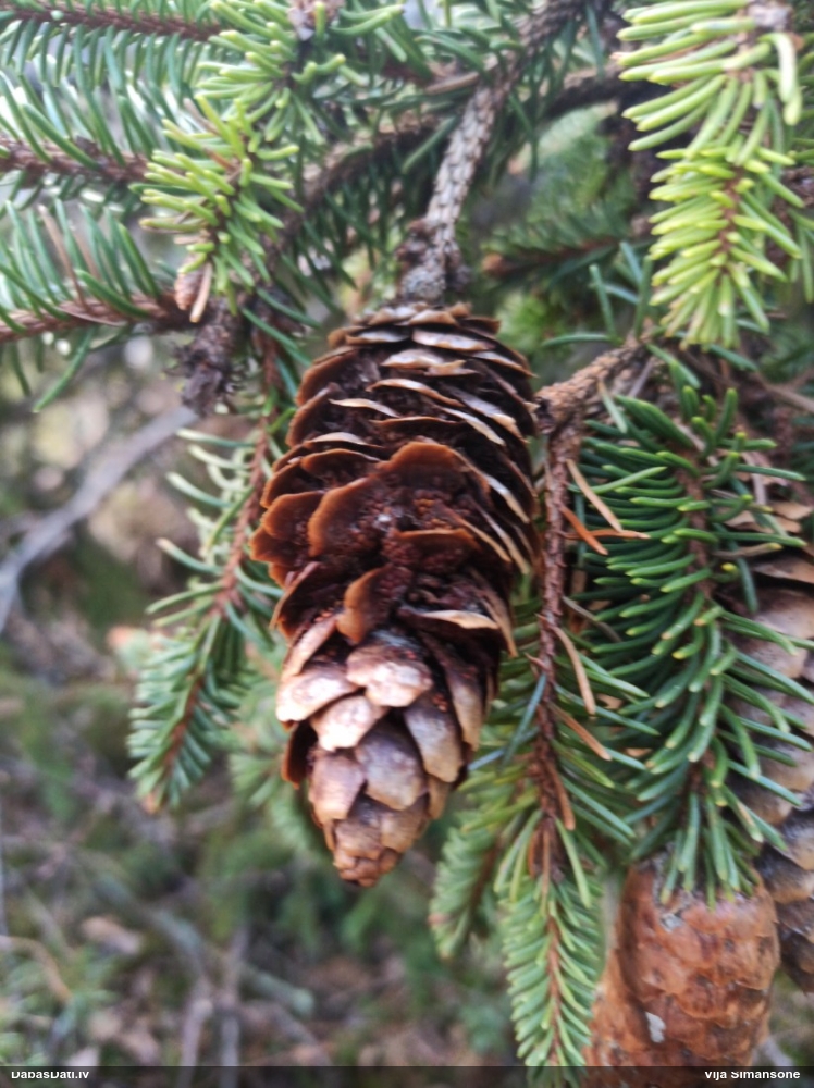 Egļu čiekuru rūsa