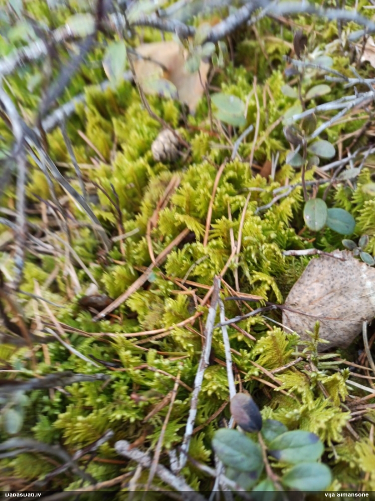 Parastā straussūna