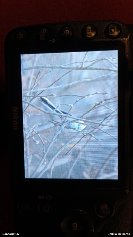 длиннахвостая синица