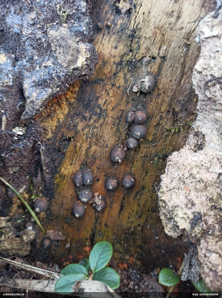 Koksnes vilkpienaine