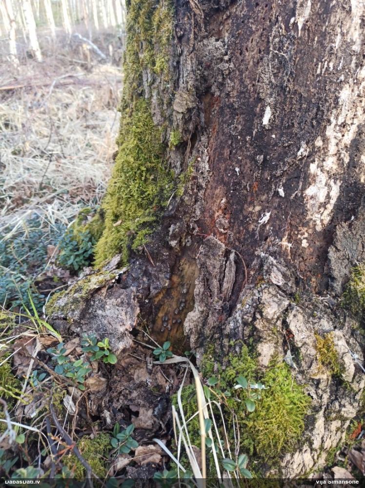 Koksnes vilkpienaine