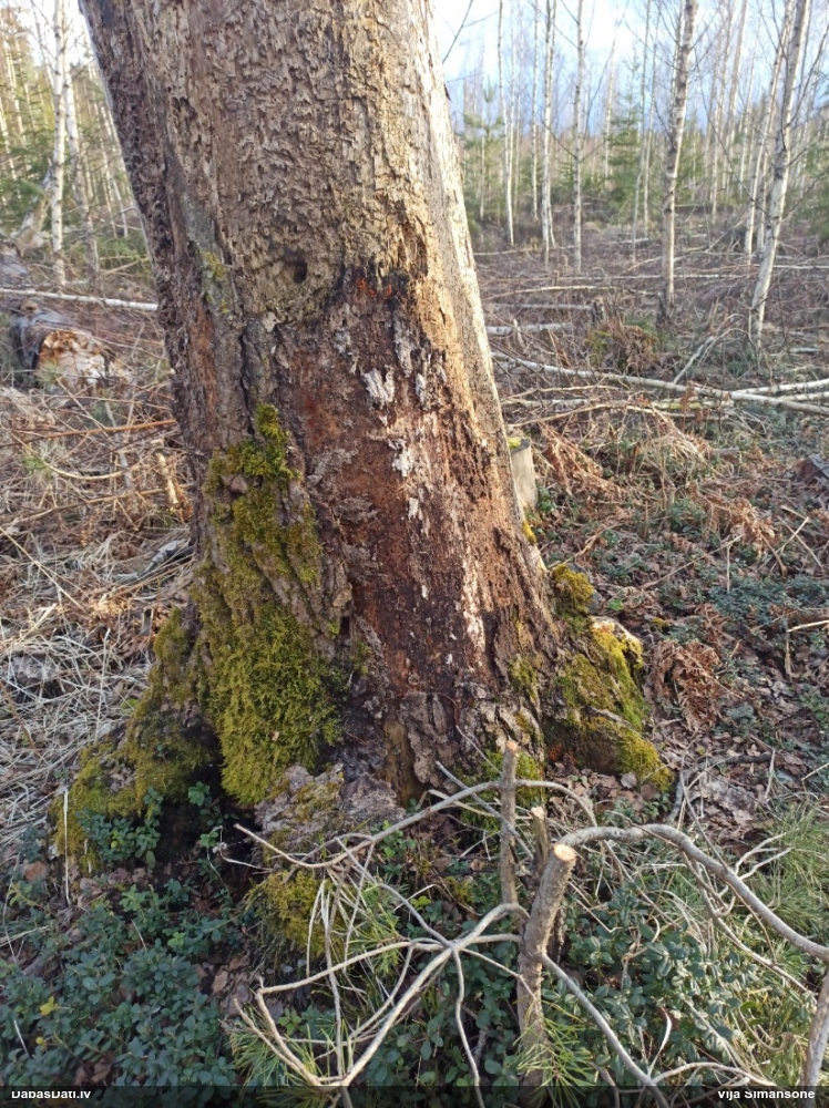 Lampīte (nenoteikta)