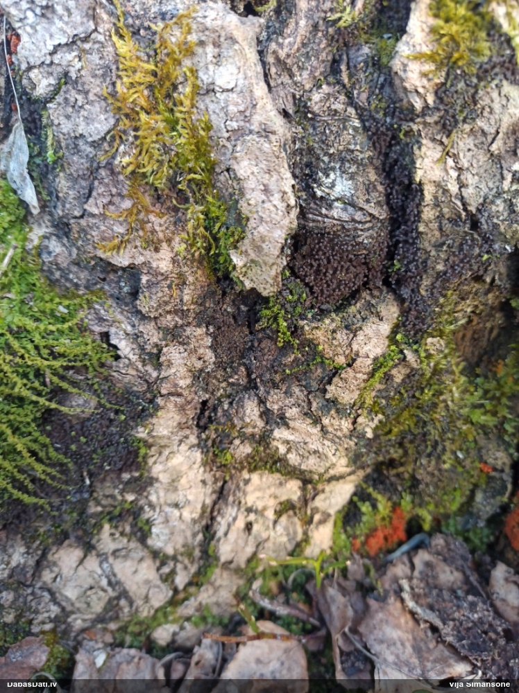 Lampīte (nenoteikta)