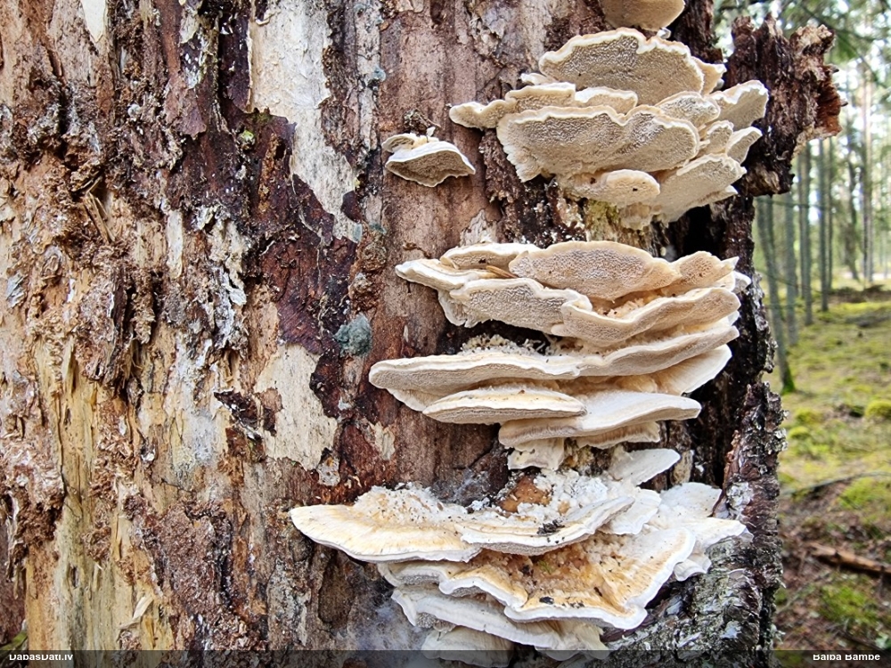 Dzeltenā tauriņpiepe