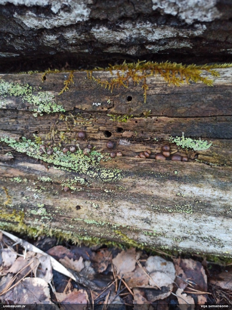 Koksnes vilkpienaine