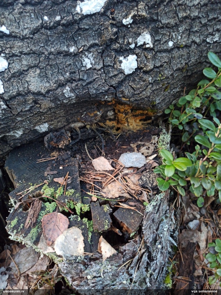 Daudzveidīgā trihija